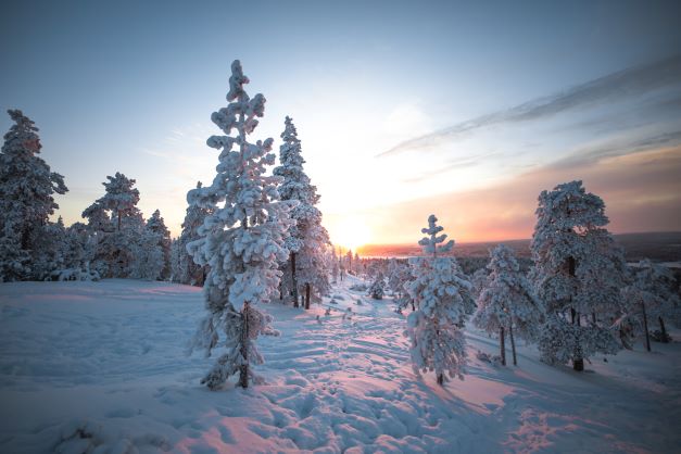 Sunset over snowy landscape with snowcovered trees