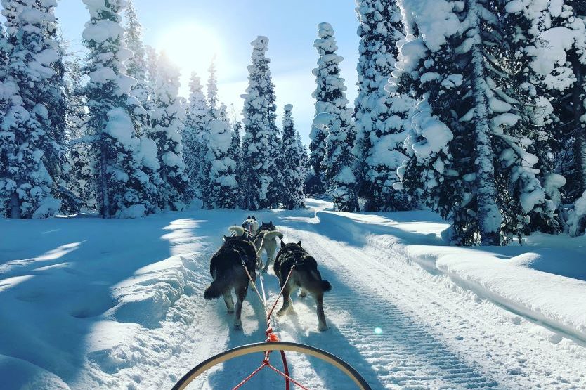 Dog sledding