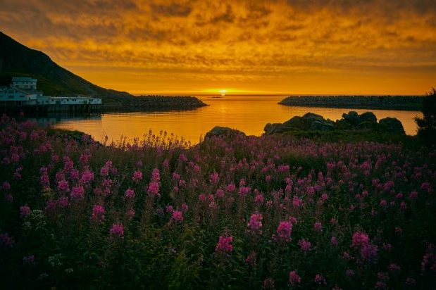 Midnight sun over fjords