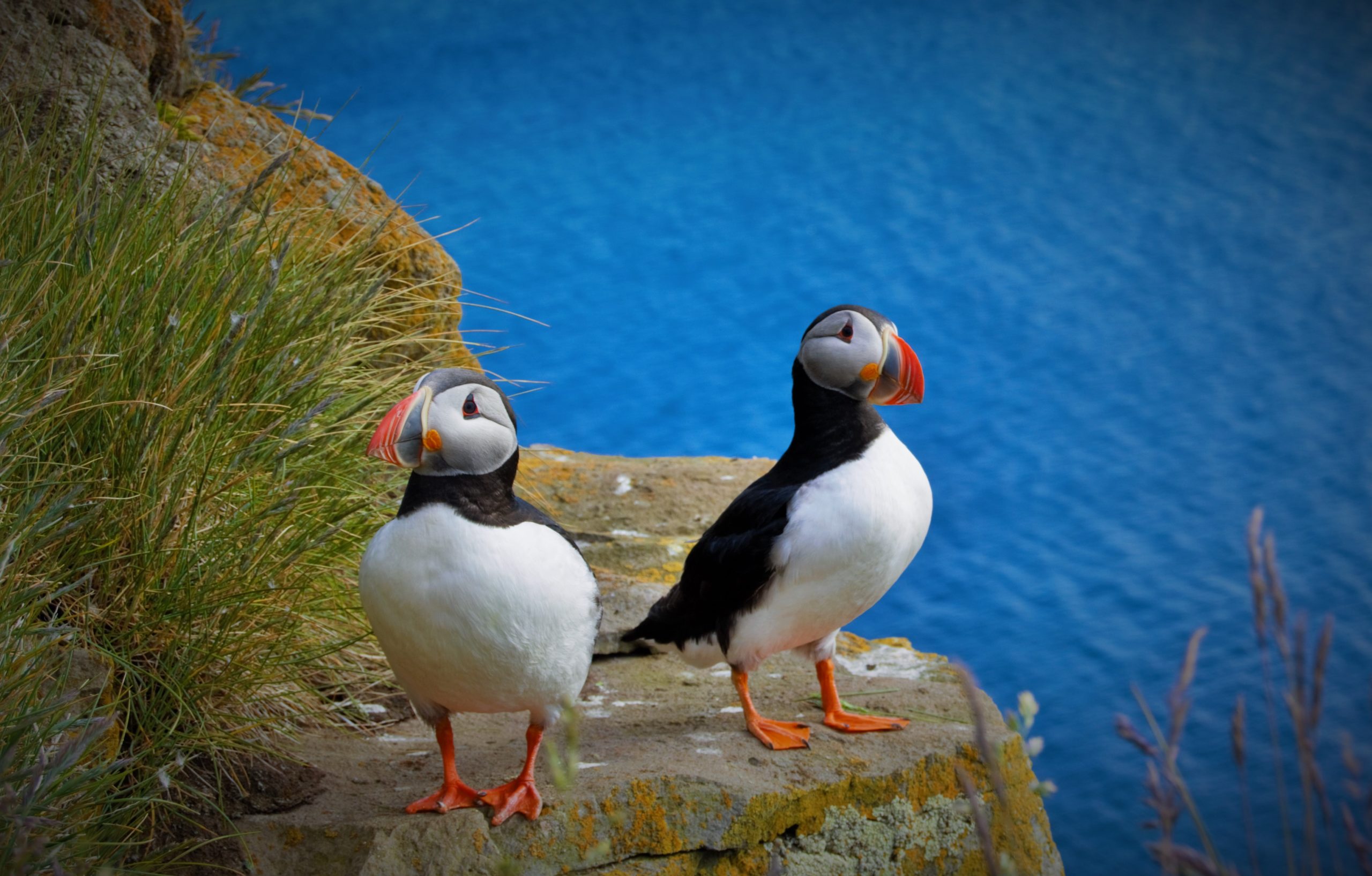 Two puffins standing on a cliff with the clear blue sea