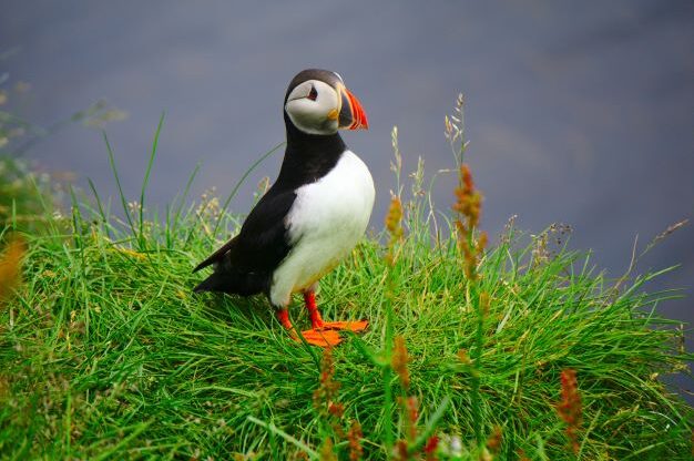 Lonely puffin