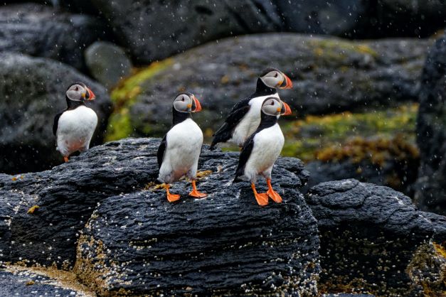 Small group of puffins