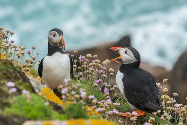 Puffins talking to each other