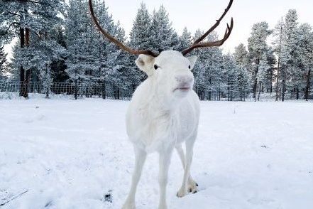 White cute reindeer in snowing landscape