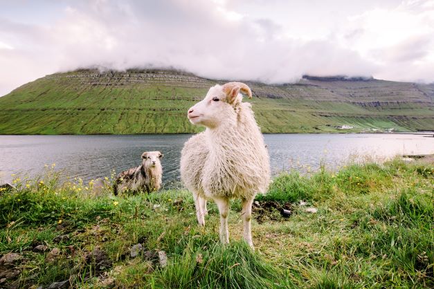 Sheep on the faroe islands