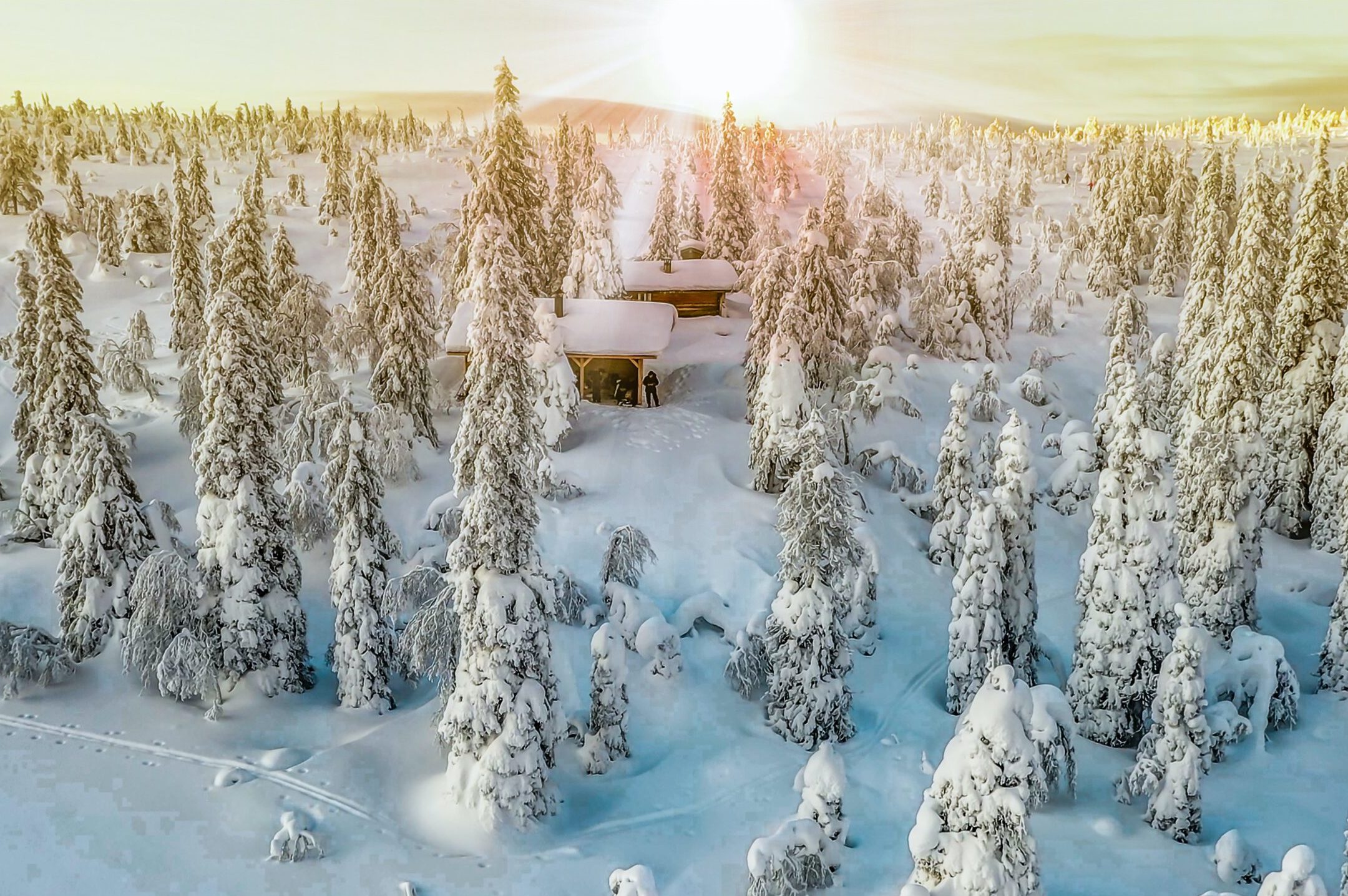 View over tree tops in landscape covered in snow