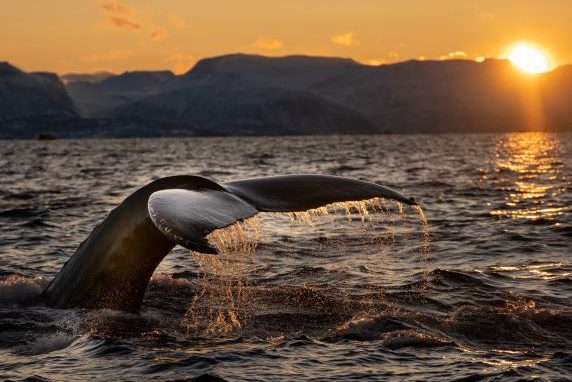 Whales thale with sunset in the back