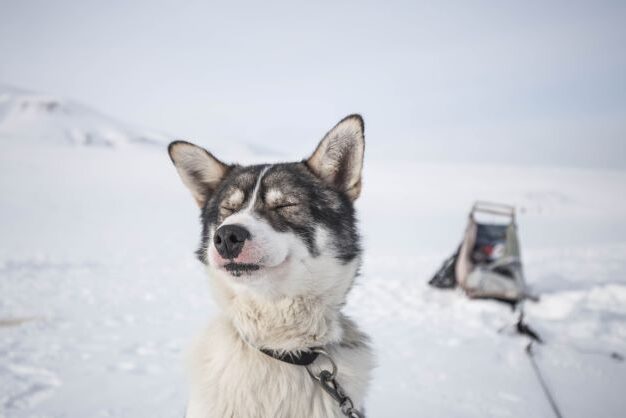 Huski from a dog slede squeezing it\s eye together