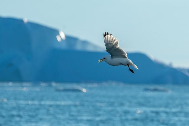 Seagol over the fjords