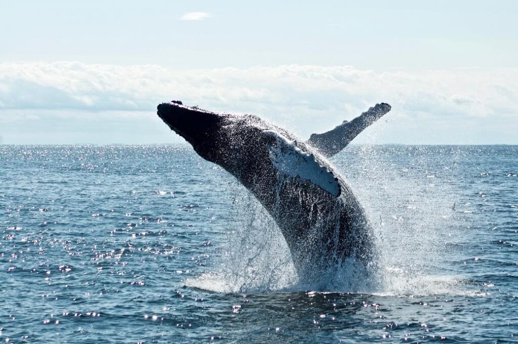 Whale jumping out of the water