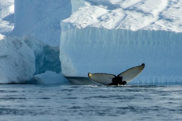 Whales tale in the water in front of an iceberg